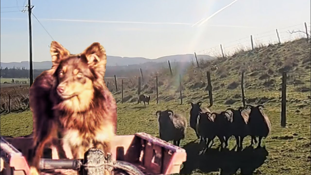 Amazing sheepdog puppy, learning to herd sheep, directions, is she a genius 