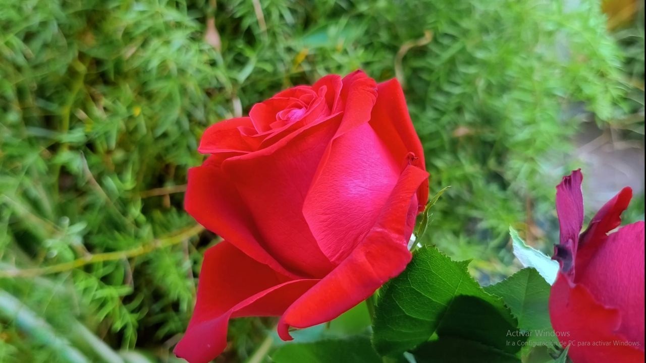 Multiplica tus Rosas INFINITAMENTE con este TRUCO casero