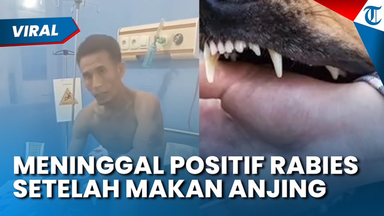 POSITIF RABIES! Safrianus Meninggal setelah Konsumsi Daging Anjing, 17 Warga Juga Ikut Makan