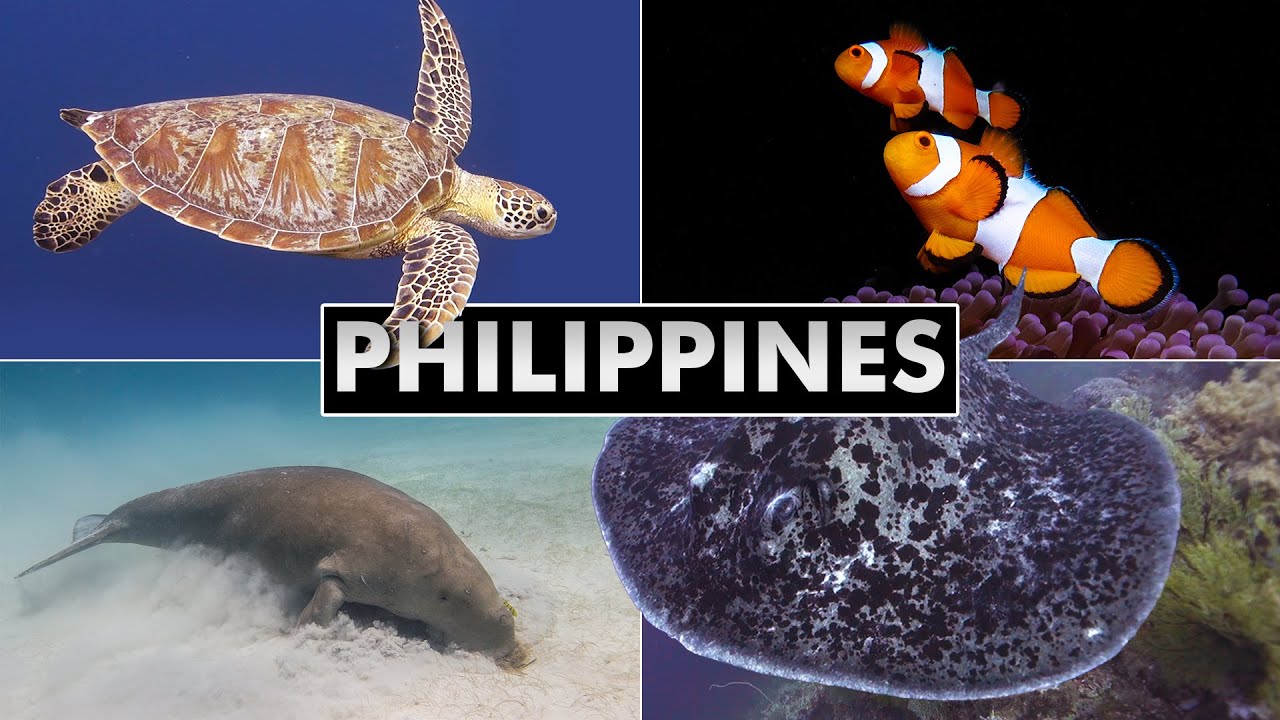 Diving the Philippines: Tubbataha, Dumaguete, Apo Island, Busuanga (coral reefs & muck diving)