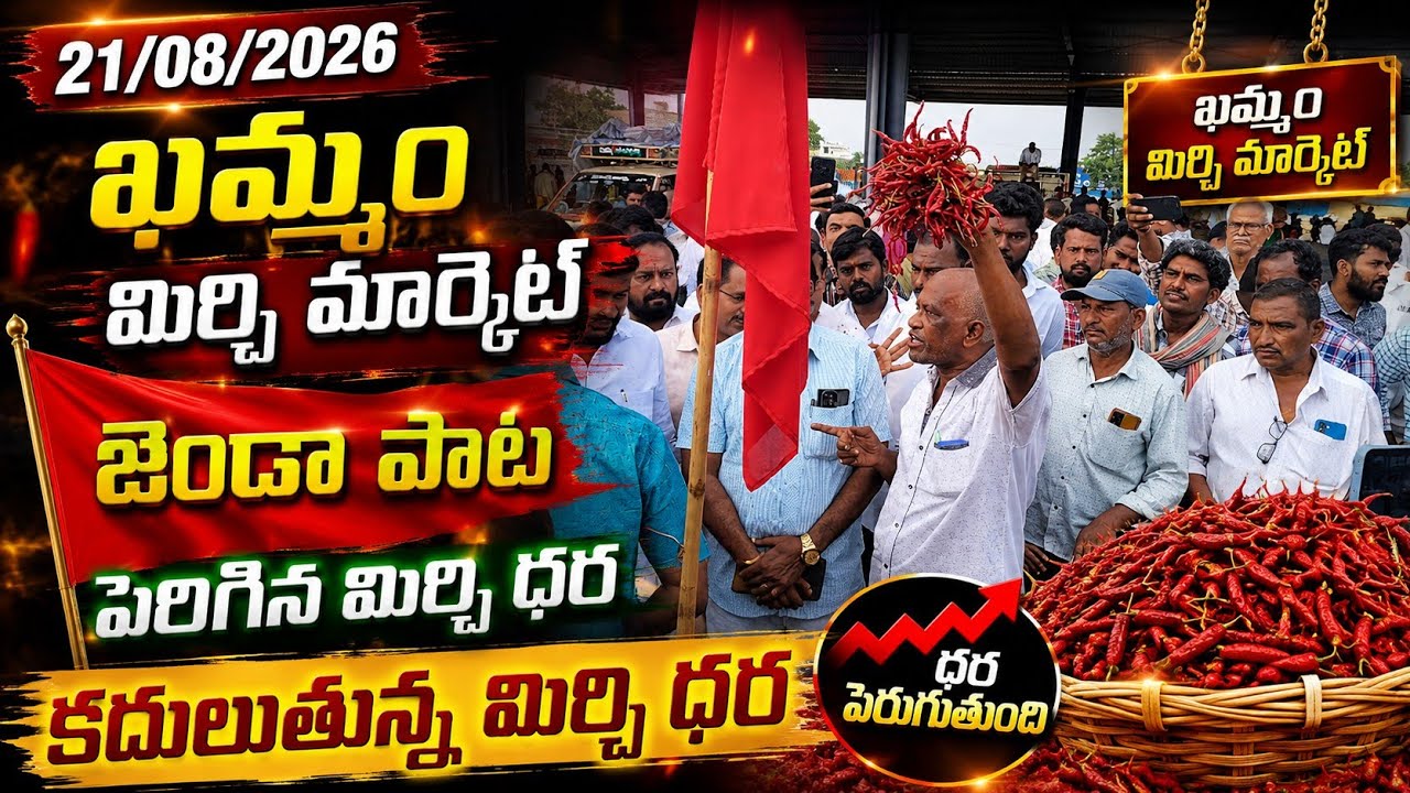 21/08/2026 khammam mirchi market price khammam mirchi market today #dharalu #mirchi#mirchiratetoday