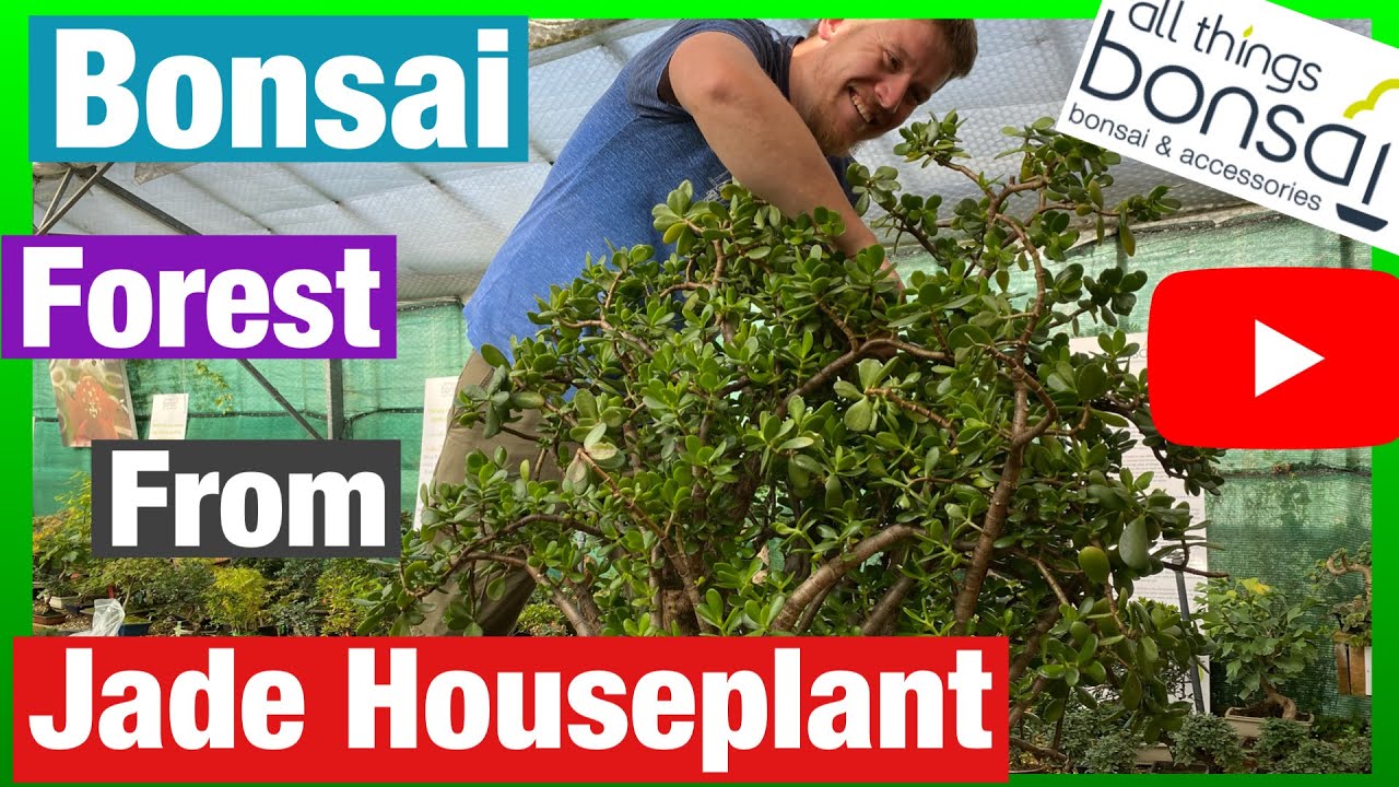 Bonsai forest from Jade houseplant