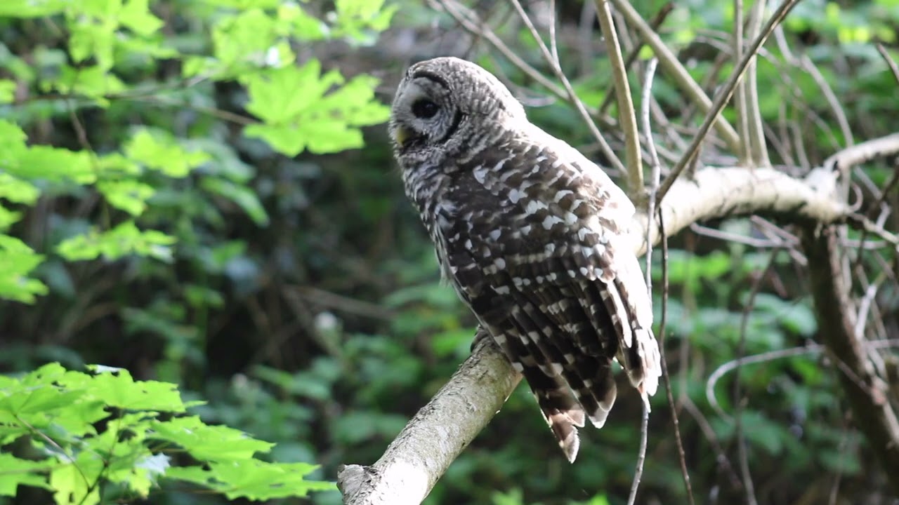 Barred owl dries off from creek bath; chews dry blackberry stalk