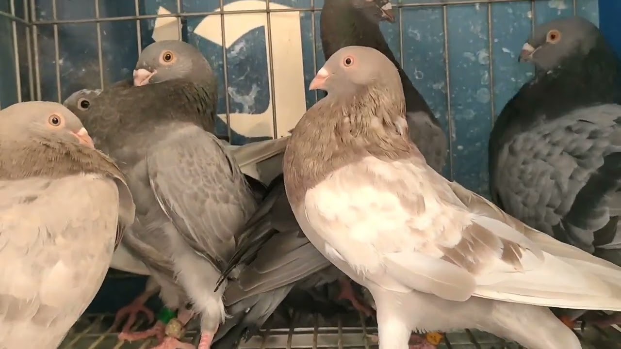 الجديد 36 حمامة من الكاديطانو و الخنيسي سيفيانوس 💪💥