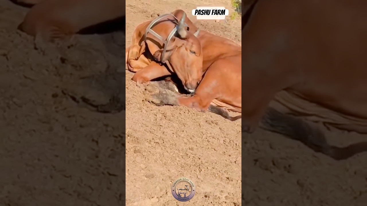 If a cow drinks her own milk, its a desi trick #cow #farming #shorts #trending #viral