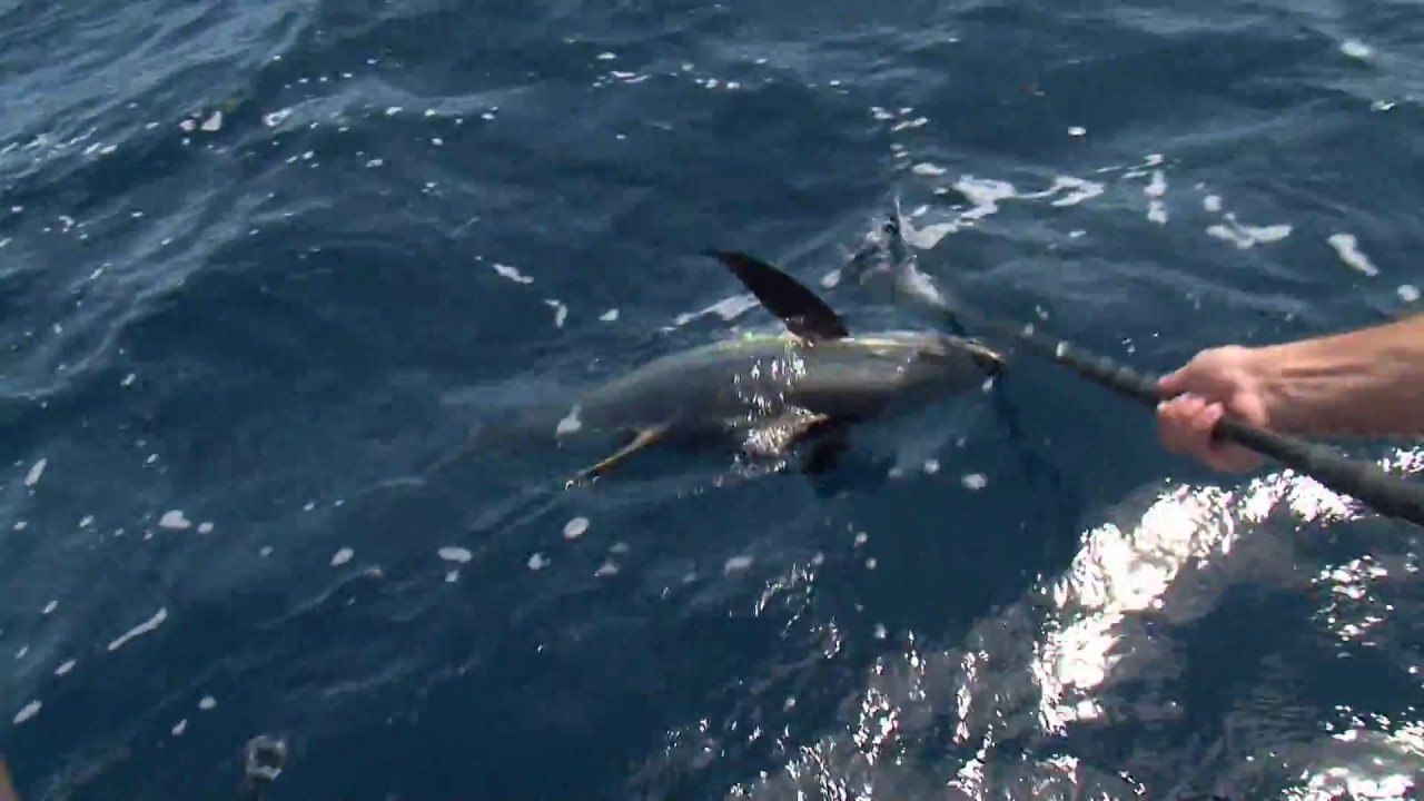 MS Outdoors S28 E01 - Gulf of Mexico Tuna, Howard Miller WMA Dove