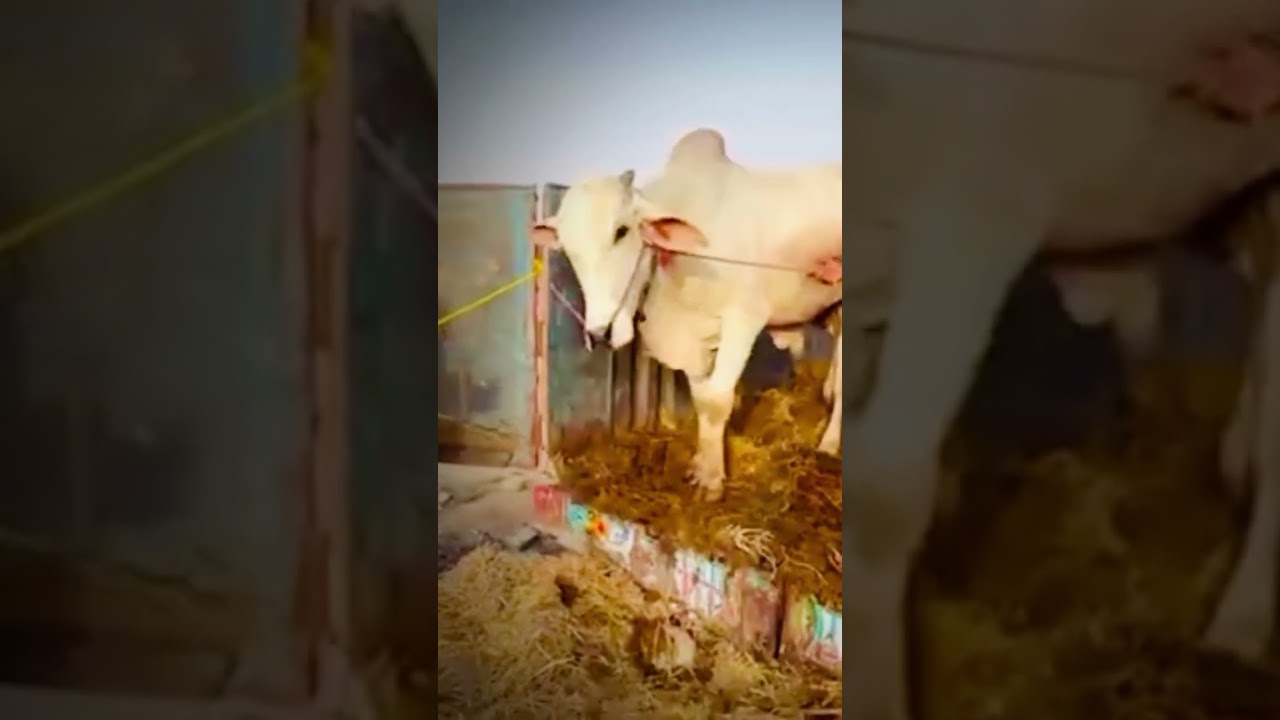 10 April 2026 Latest update|15 trucks arrived in Northern Bypass mandi #cow #trending #bull #qurbani