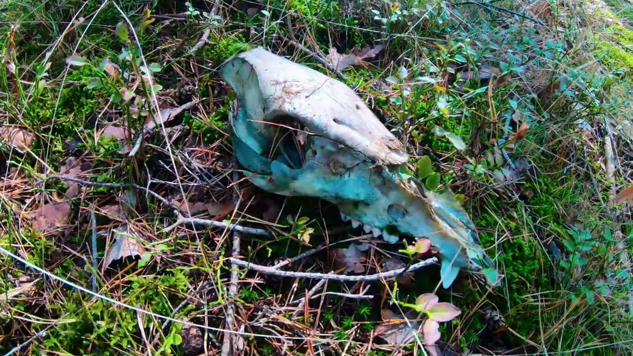 Forest 4k | With GoPro | Grzyby 2020 - kilka ujęć lasu jesienią w 4k