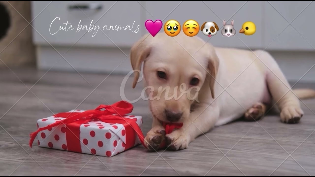 Cute animals ☺️🐤❤️