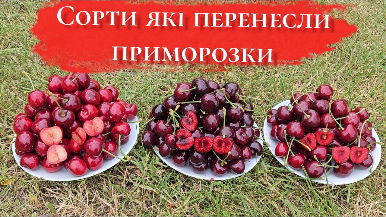 Це варто побачити!Ці сорти черешні не бояться холоду! Перевірено на практиці!