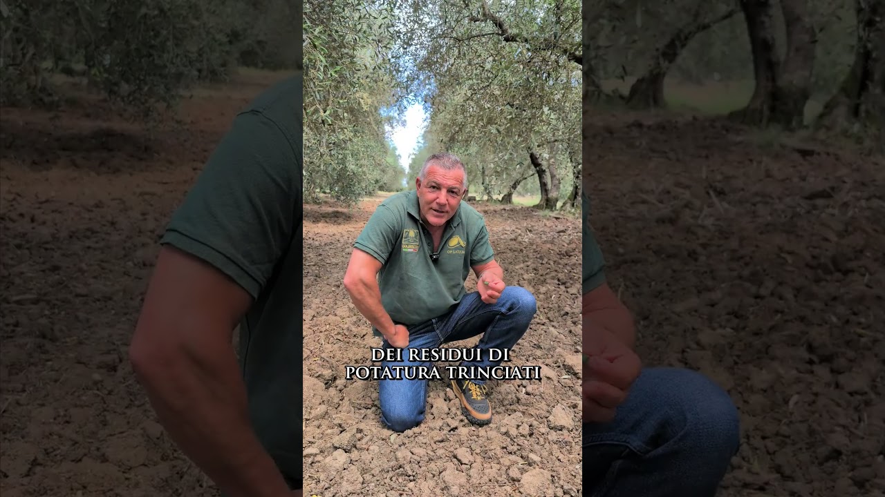 🌱 L&rsquo;erpicatura: tre vantaggi in un&rsquo;unica lavorazione 🫒✨