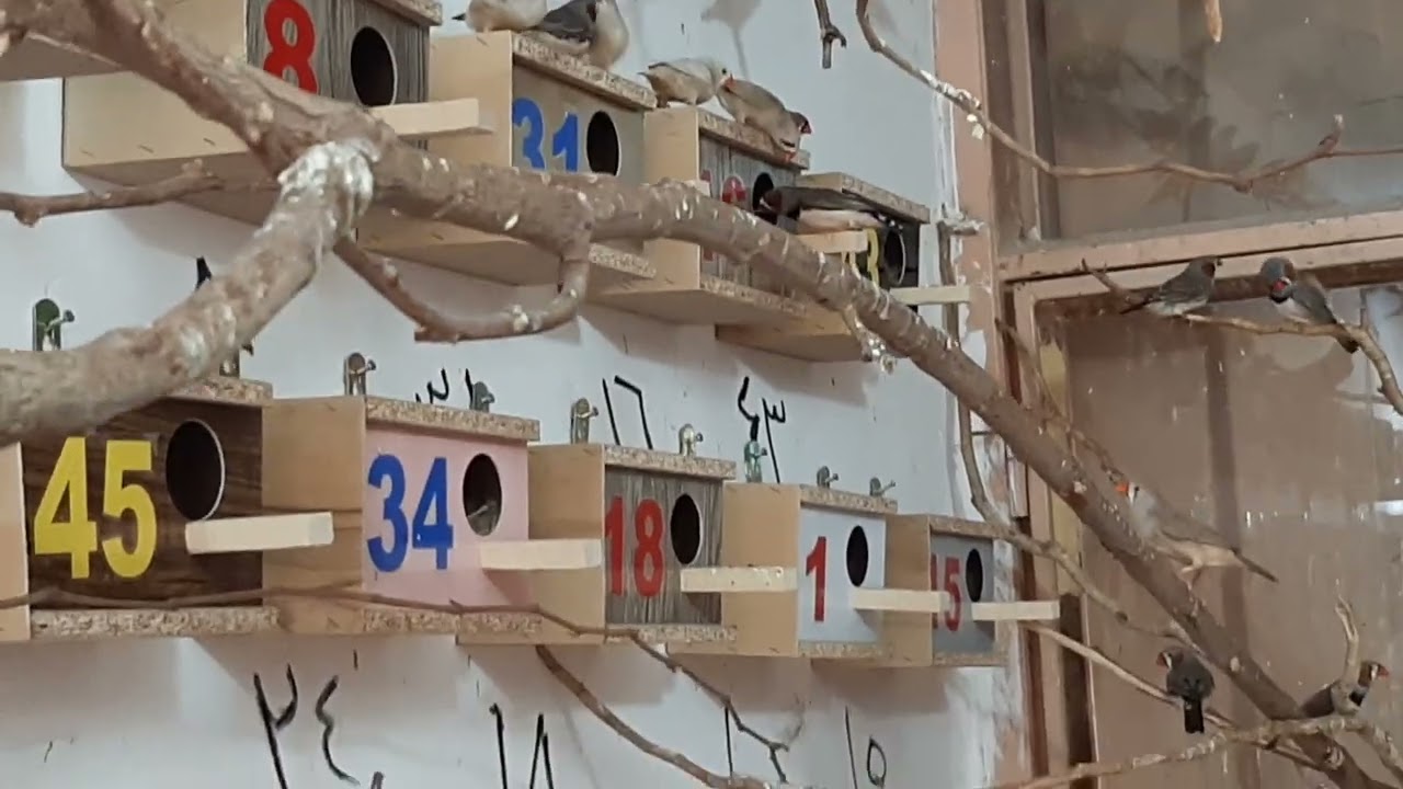فنجس سوبر جامبو زبرا طلال ابو وائل الموسوي موسم التكاثر