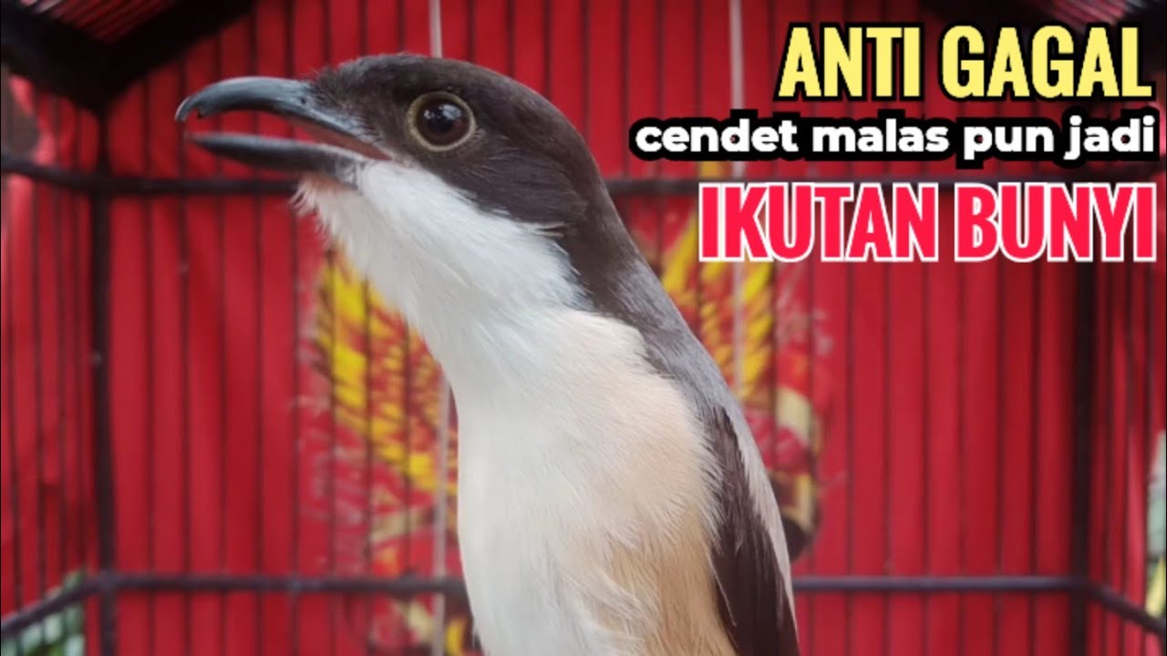 Suara Cendet Gacor Toet toet Efektif Anti Gagal Bikin Cendet Malas pun Langsung Nyaut Bunyi Seketika