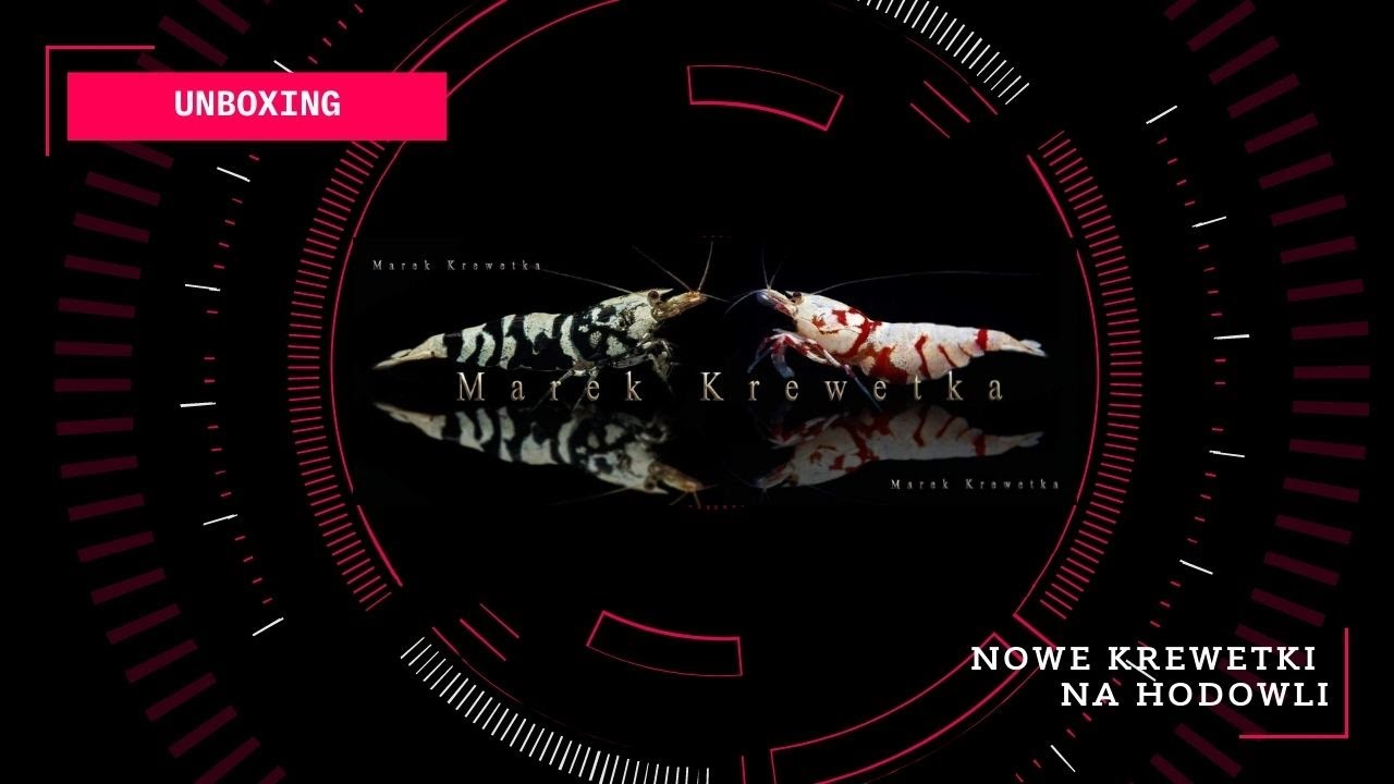 MAREK KREWETKA - SŁYNNE KREWETKI W MOICH RĘKACH