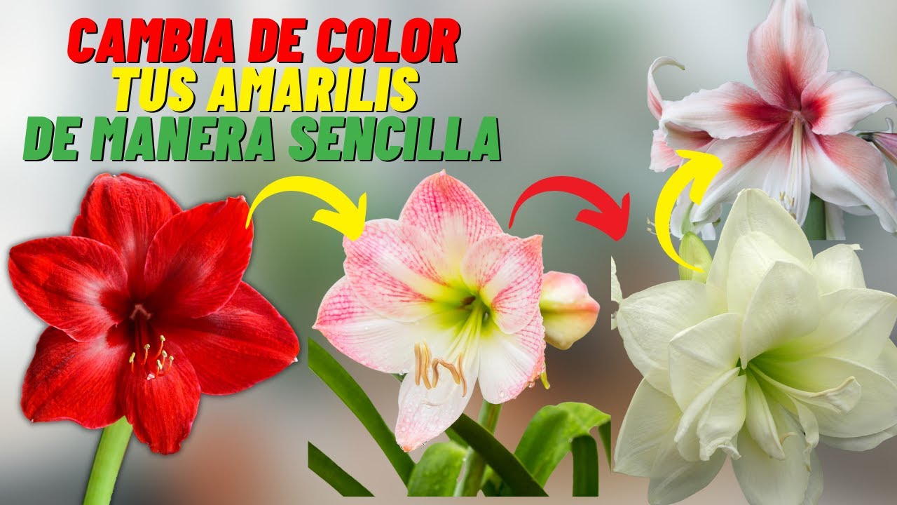 Como Polinizar Tus Amarilis Para Tener Colores Diferentes #amarilis