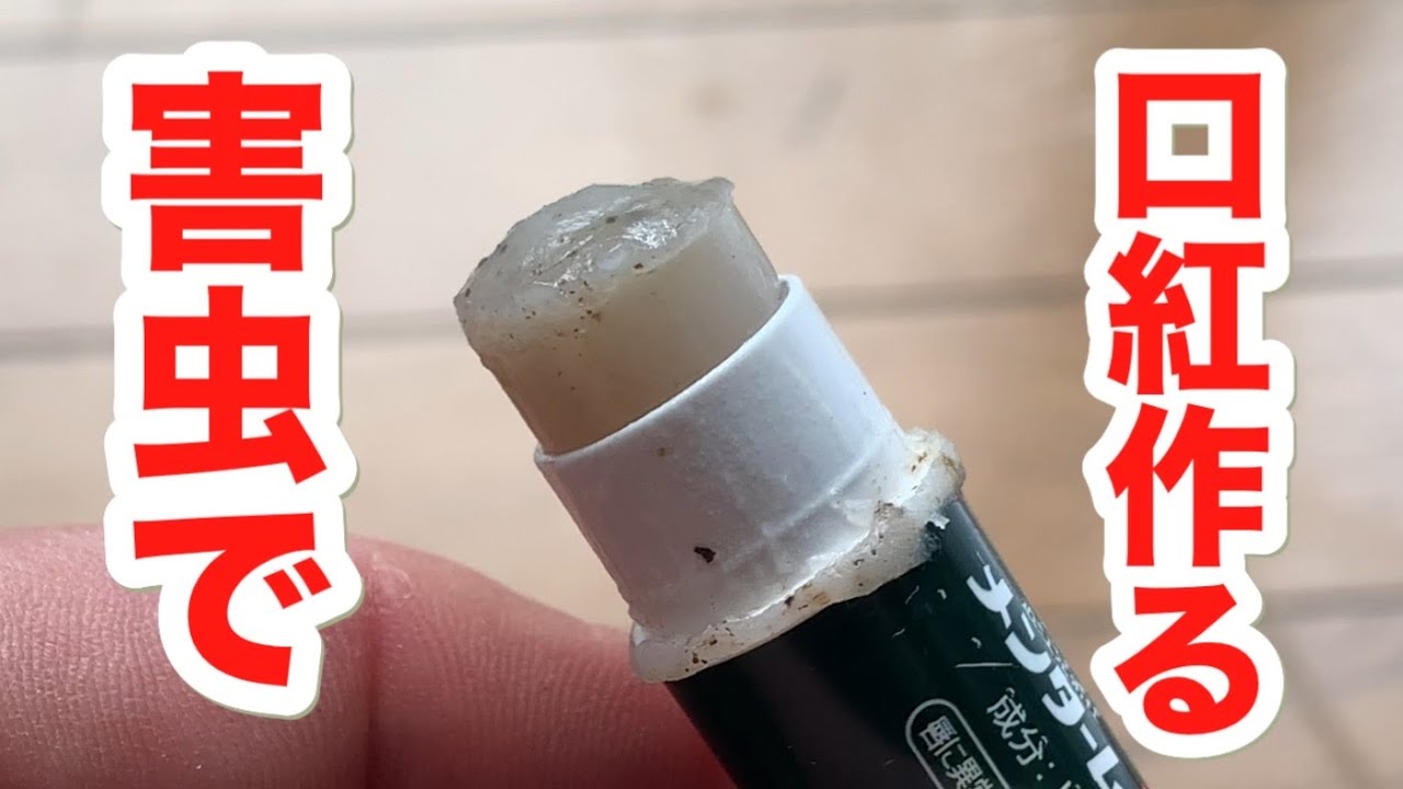え？これで口紅を作る？柿の木に付いていた害虫(カイガラムシ)で口紅はつくれるのでしょうか？チャレンジしてみました。