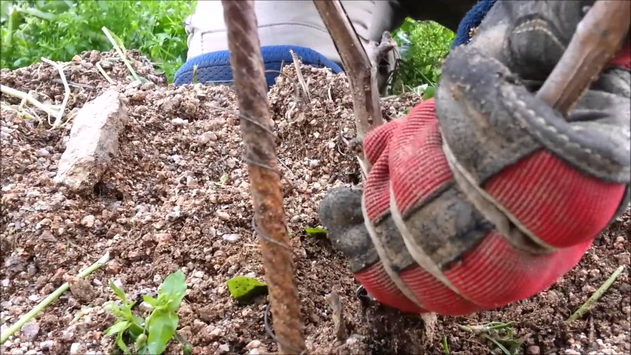 Su Boe Anno II - La potatura delle barbatelle [Pruning new vines, training pruning] (Reprise)