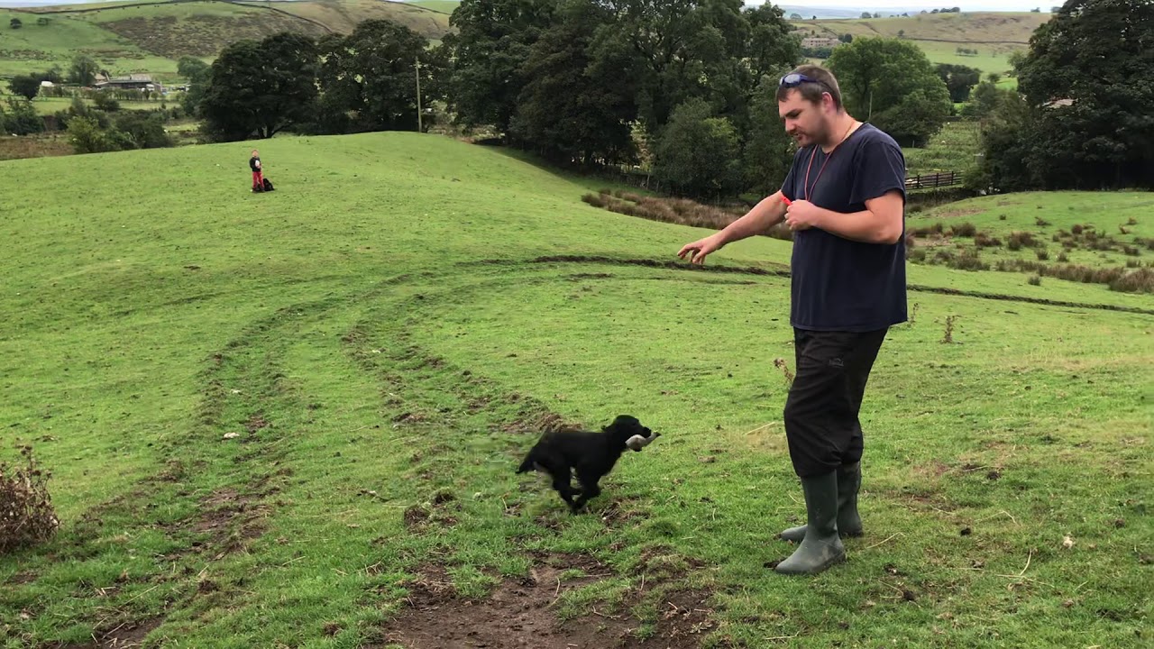 Working Cocker Spaniel-Winbeck Wigeon. Marking the fall to shot.