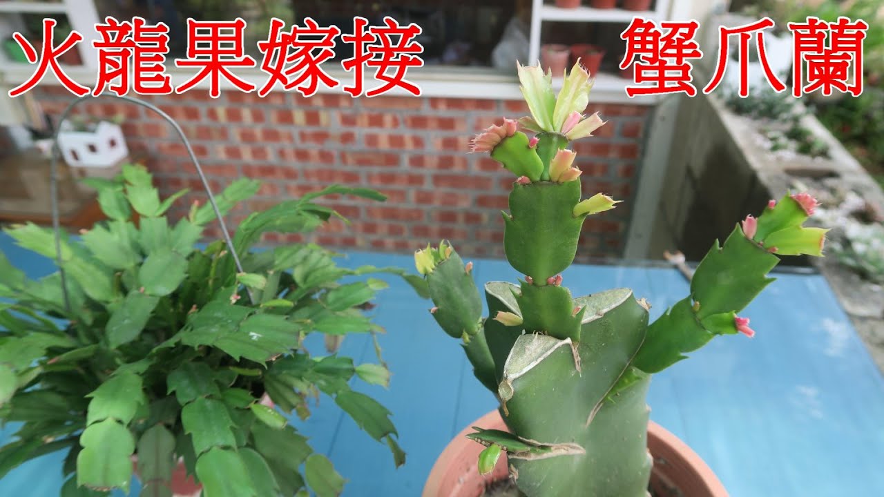 火(紅)龍果嫁接蟹爪蘭的方法