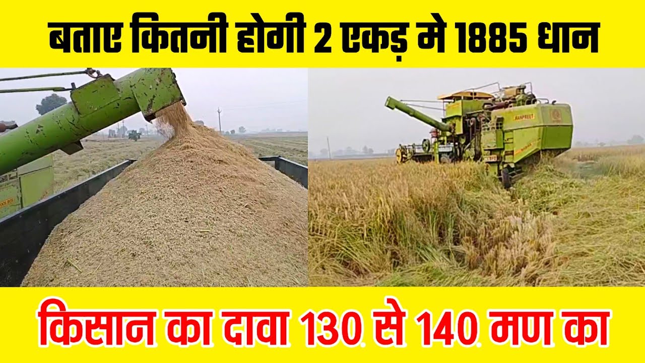 1885 धान की कंबाइन से कटाई | 1885 dhan ka bhav  review dhan ka bhav today top video