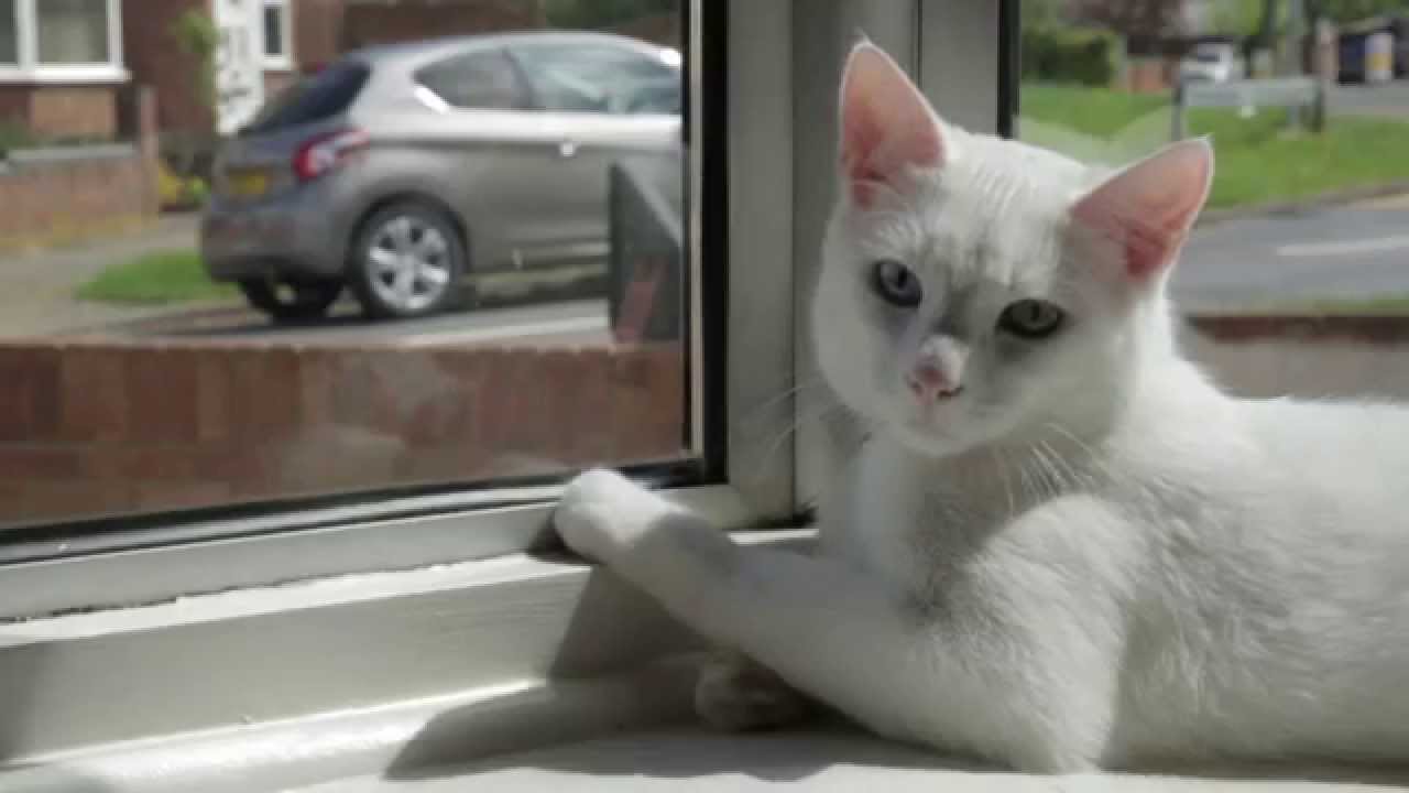 What makes the UK's Happiest Cat so happy?