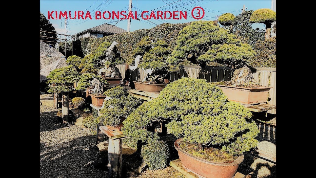 Pt.③  Master Masahiko Kimura's Bonsai Garden 2019