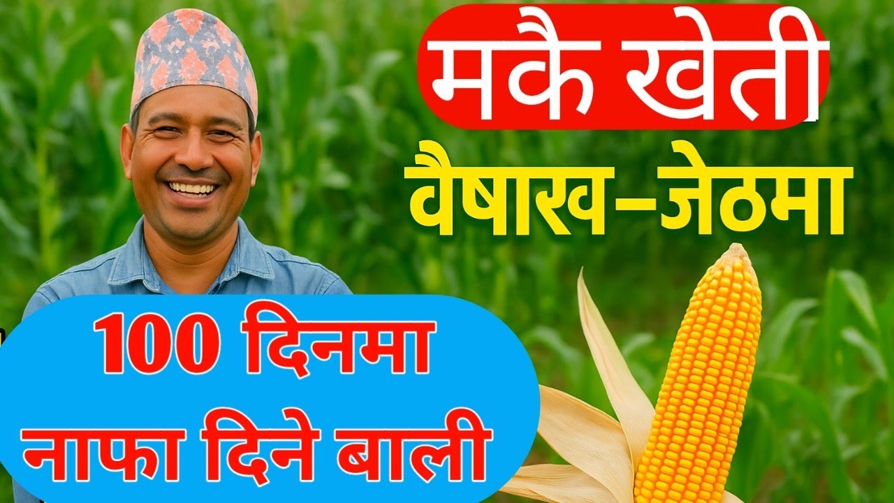 मकै खेती वैशाख&ndash;जेठमा: सस्तो लागतमा राम्रो नाफा | Maize Farming Guide in Nepal | Yamzones