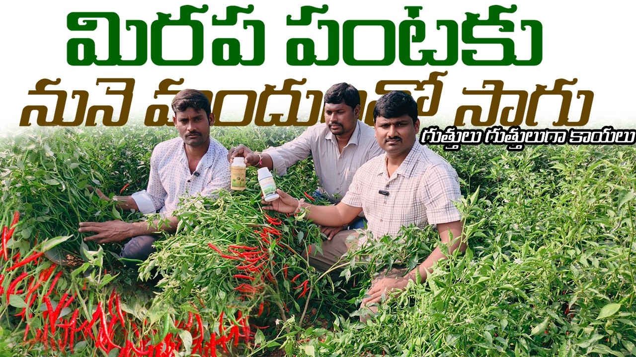 మిరపలో #నూనె మందులు వాడుతూ అధిక దిగుబడి తీస్తున్న నల్గొండ జిల్లా రైతు #chillicrop #mirapa #advaitha 