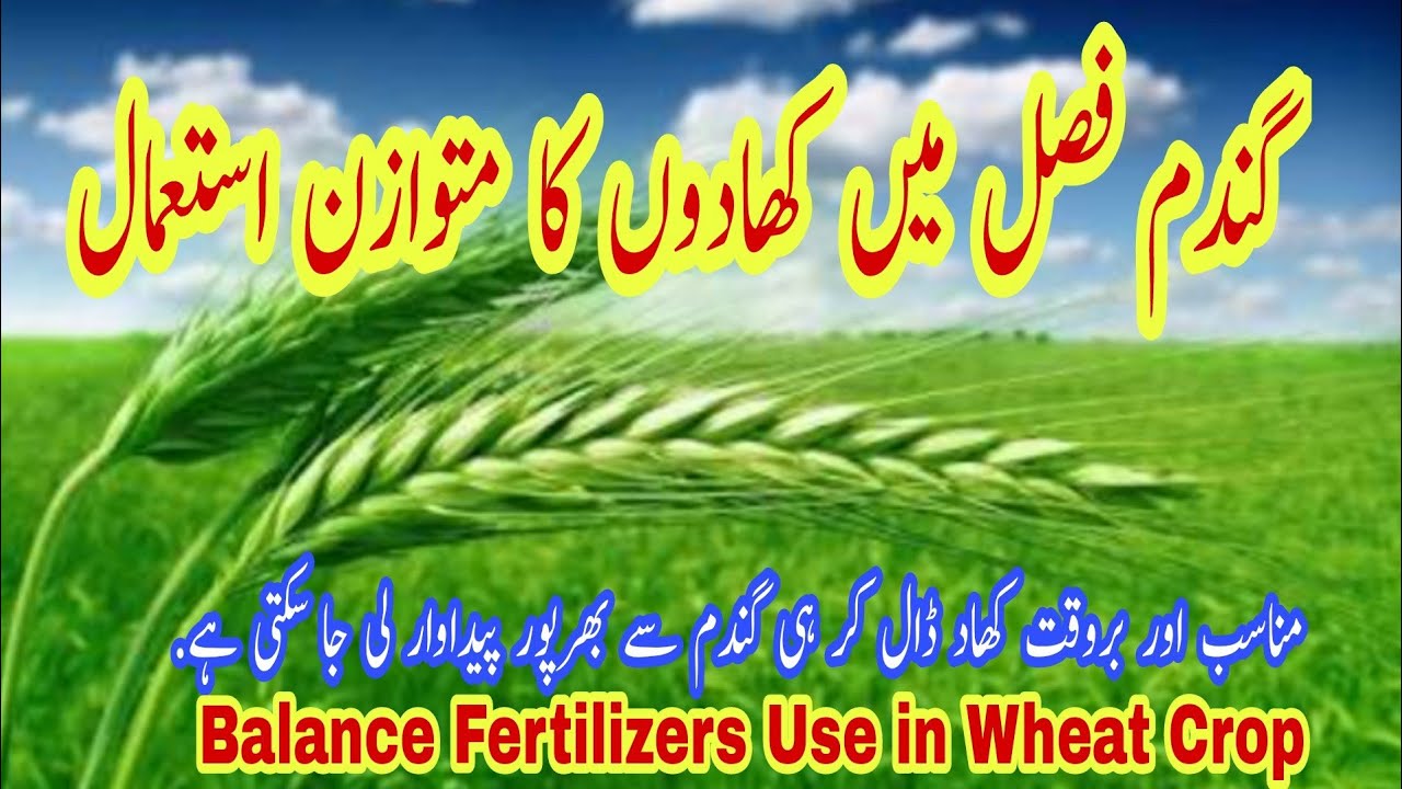 Balanced Fertilizers Use in Wheat Crop |Abid Ali Agrarian | گندم میں کھادوں کا استعمال