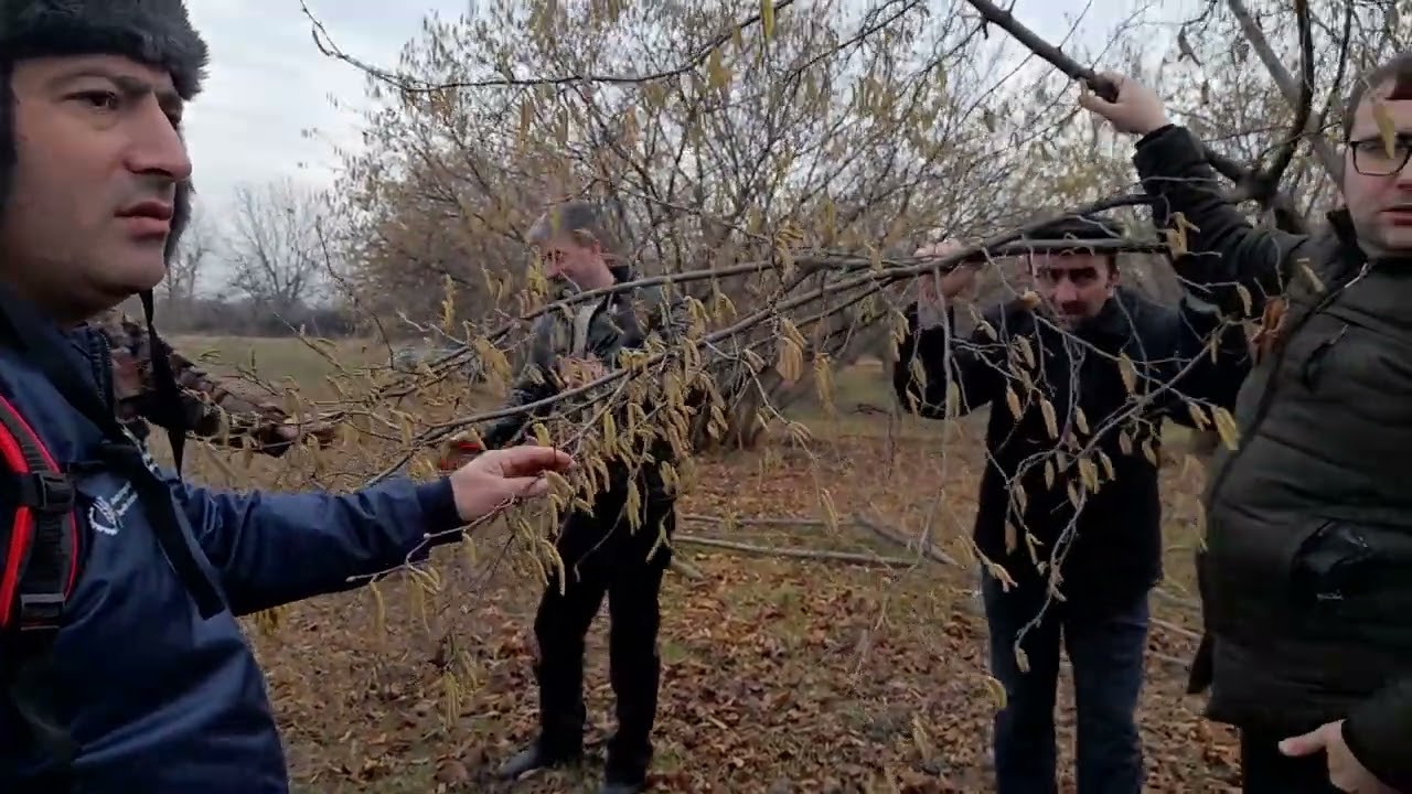 Fındıq topasının budanması. Təlimçi Gökhan Ayar. Professional Agricultural Consultante.