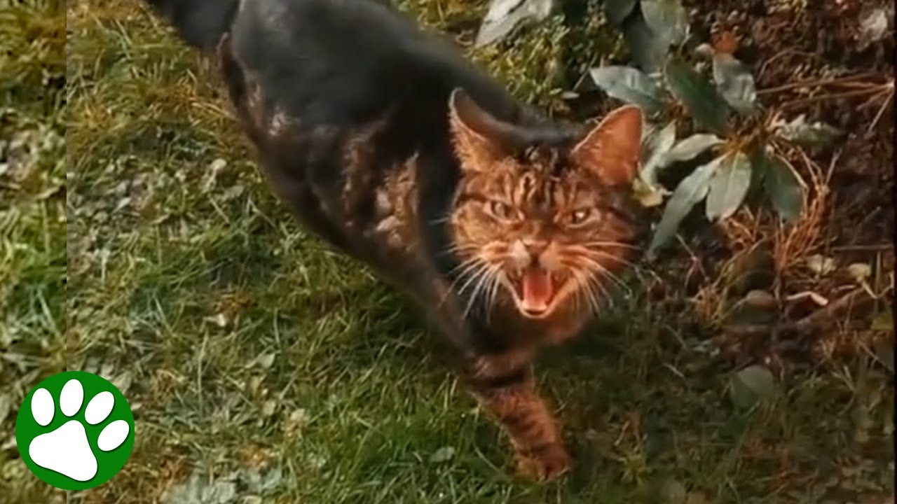 Woman falls in love with angry HOMELESS cat