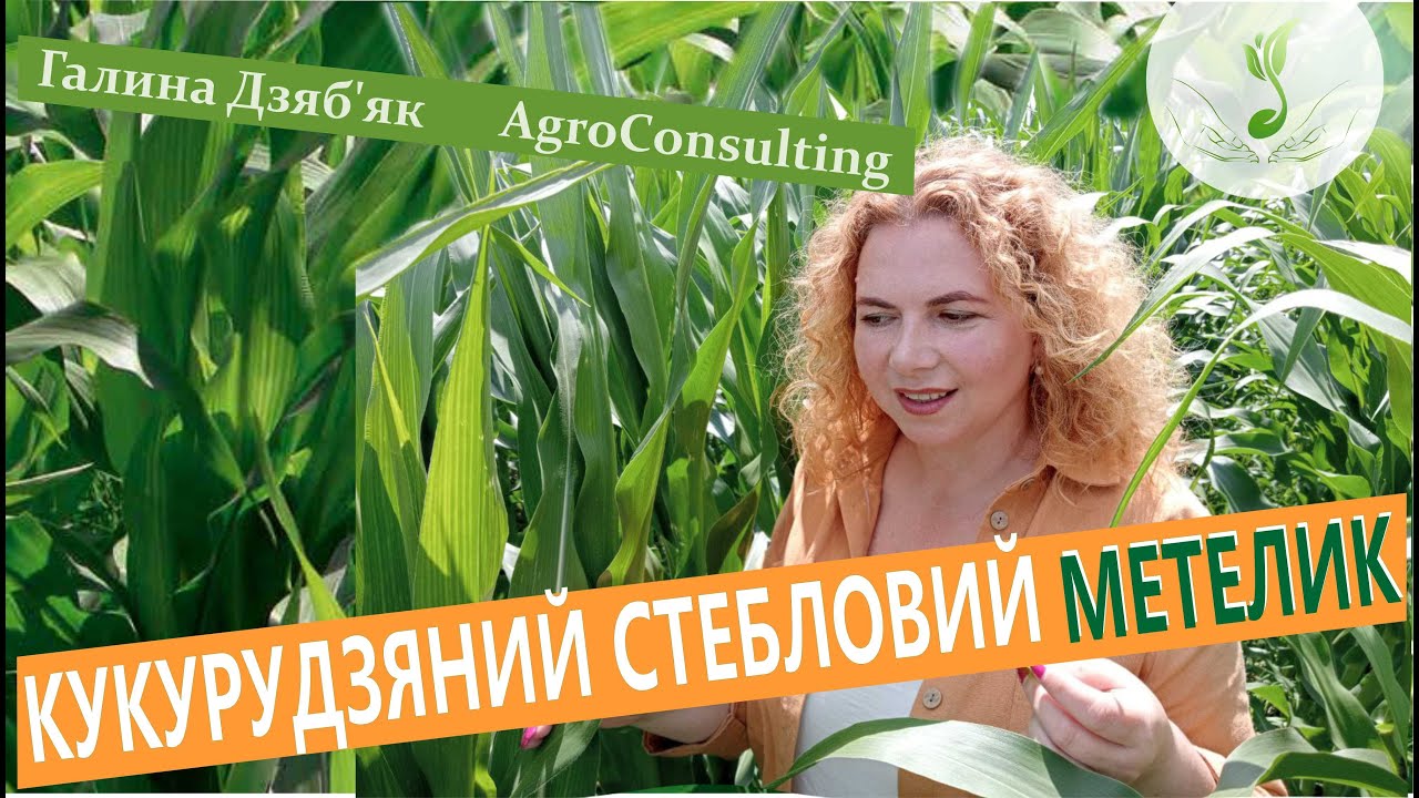 Кукурудзяний стебловий метелик. Моніторинг, шкодочинність, методи боротьби