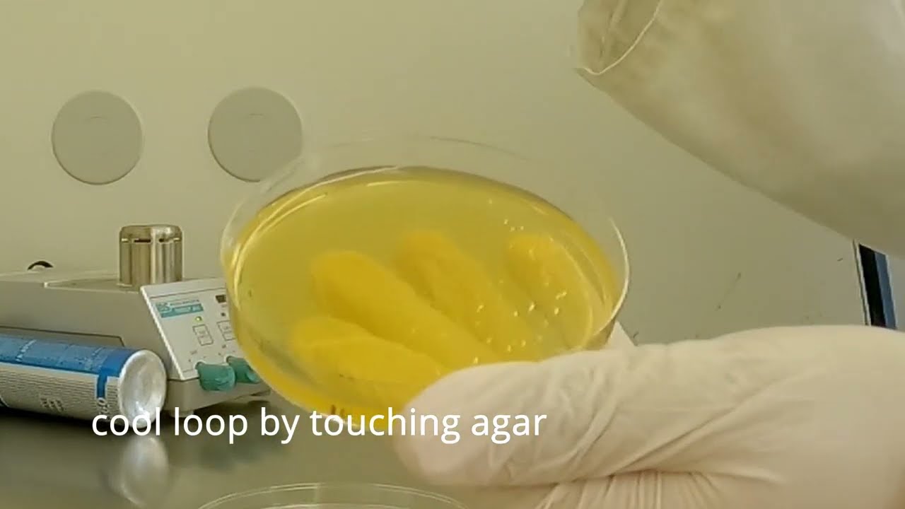 How to use an inoculation loop