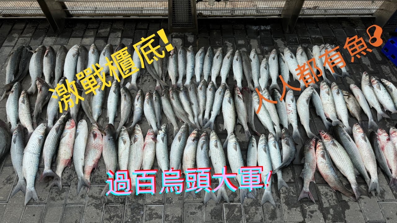 激戰烏頭大軍!#櫃底 #香港釣魚 #烏頭