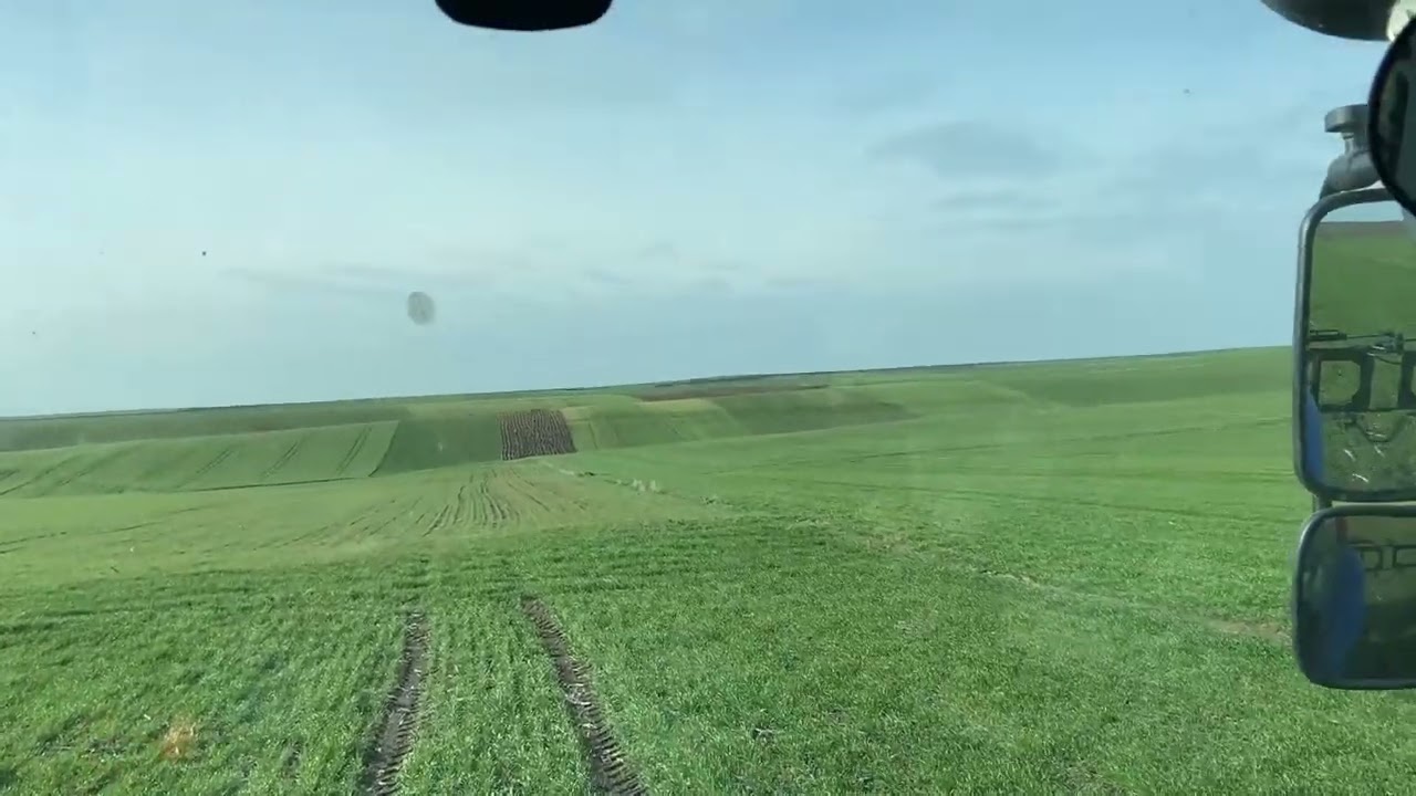 Buğdaylara Kökboğaz Atımı