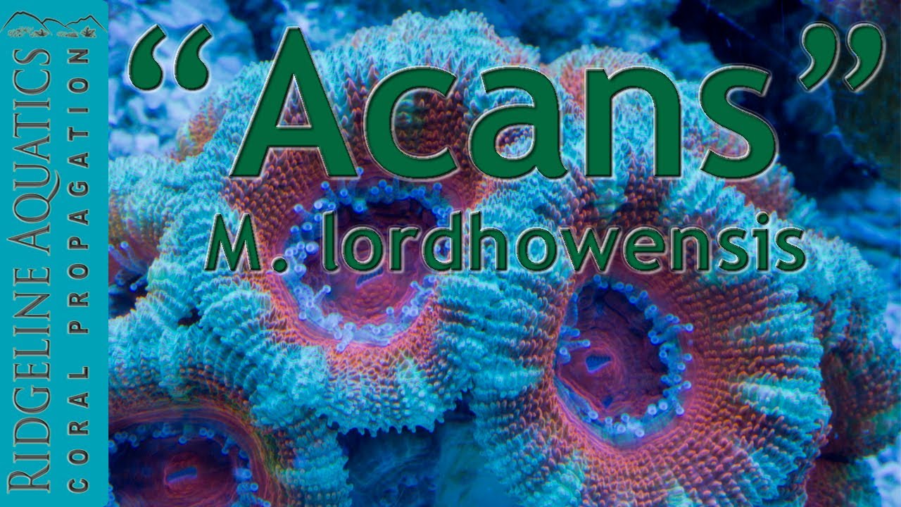 Micromussa lordhowensis aka. 