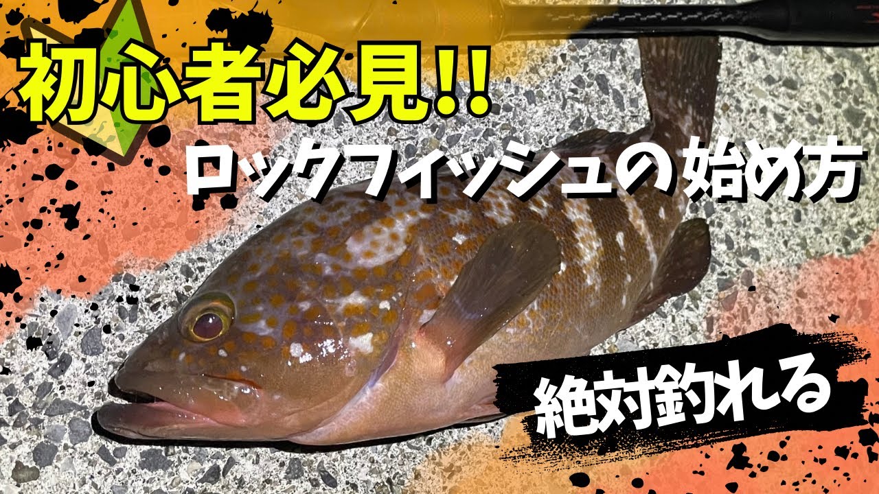 アコウ(キジハタ)が必ず釣れるロックフィッシュゲーム釣り方マニュアル！！釣れるポイントや狙い方を詳しく解説します！！