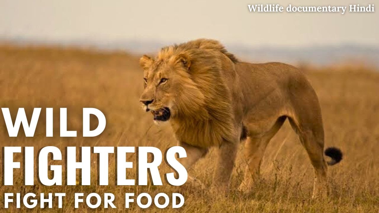 Wild Fighters: Fight For Life | Wildlife documentary in Hindi | Animal planet hindi