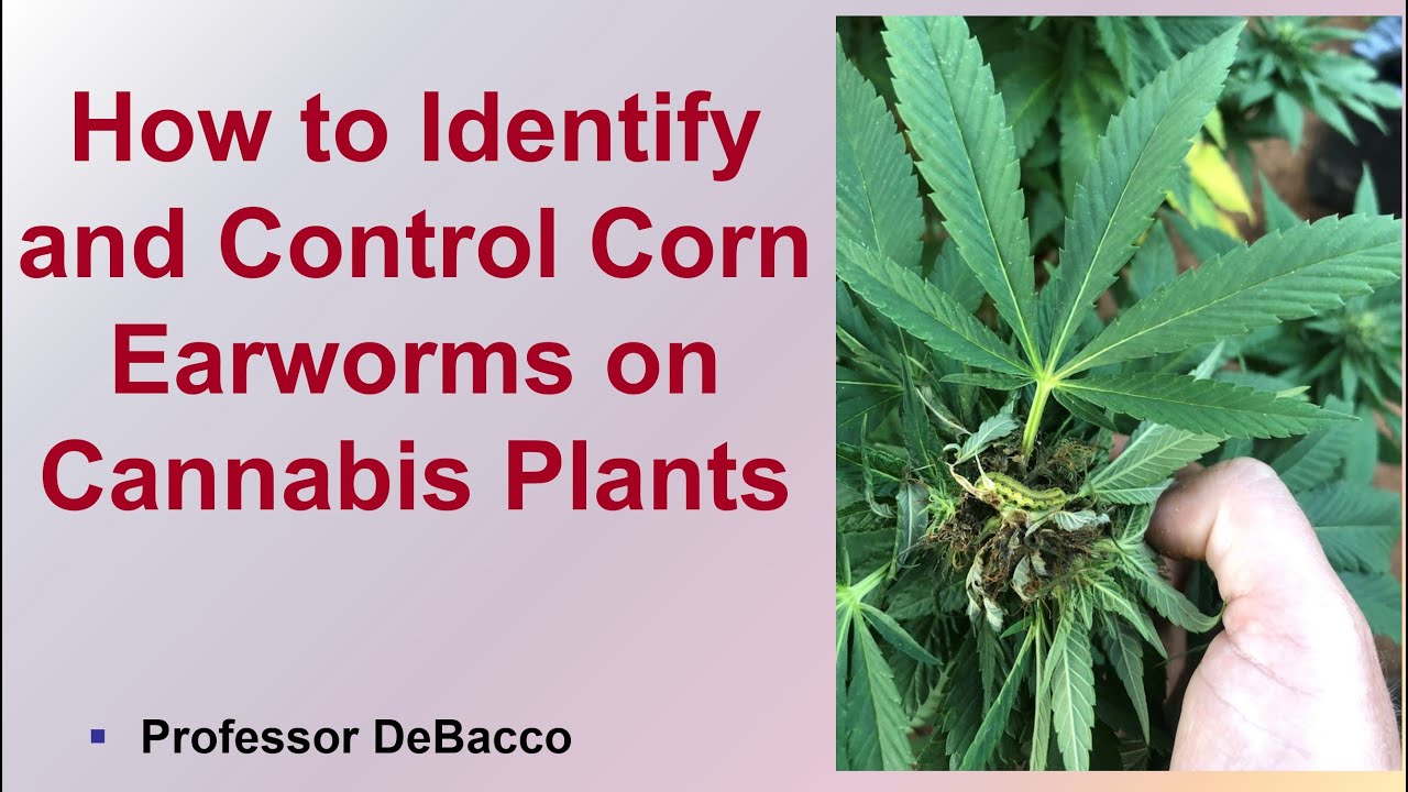 How to Identify and Control Corn Earworms on Cannabis Plants