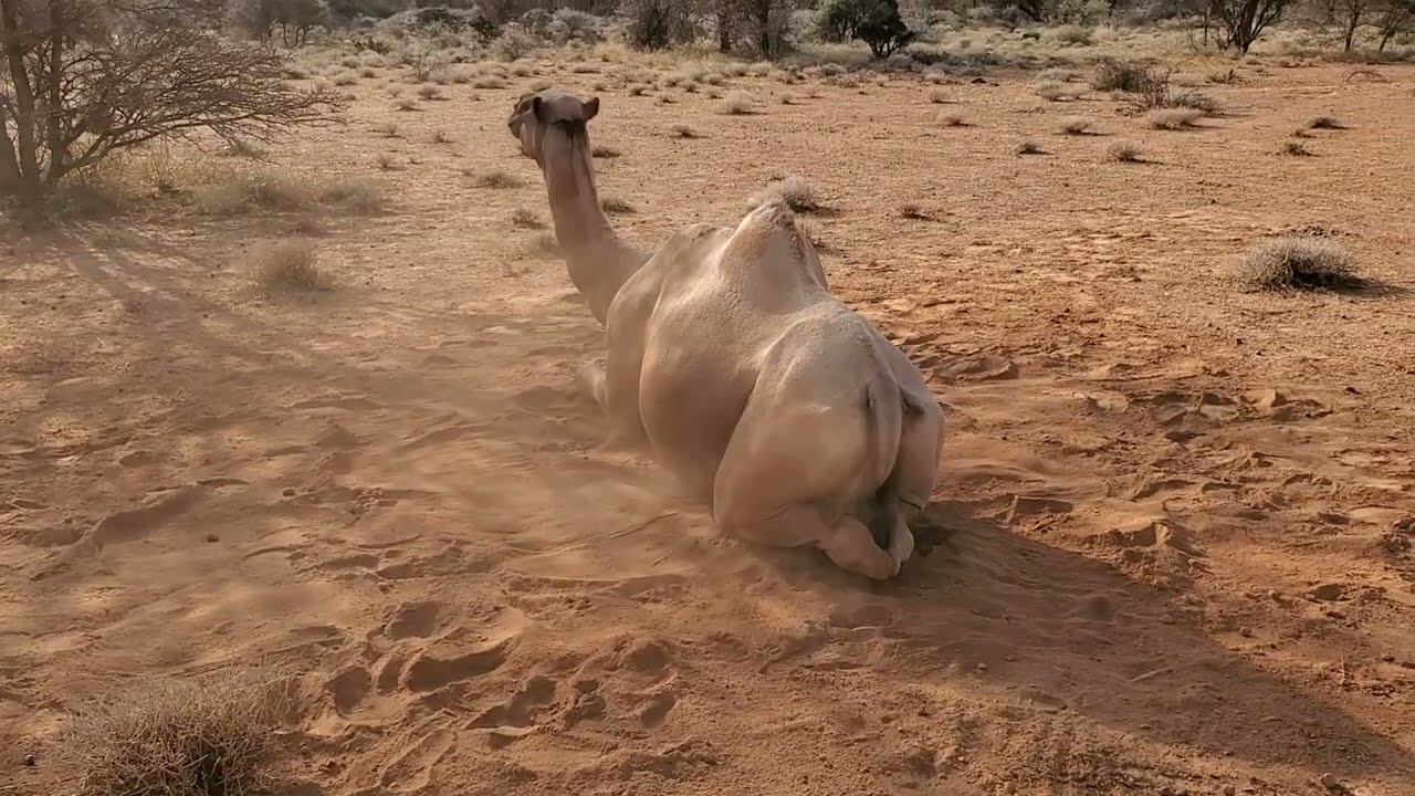 camel scratching