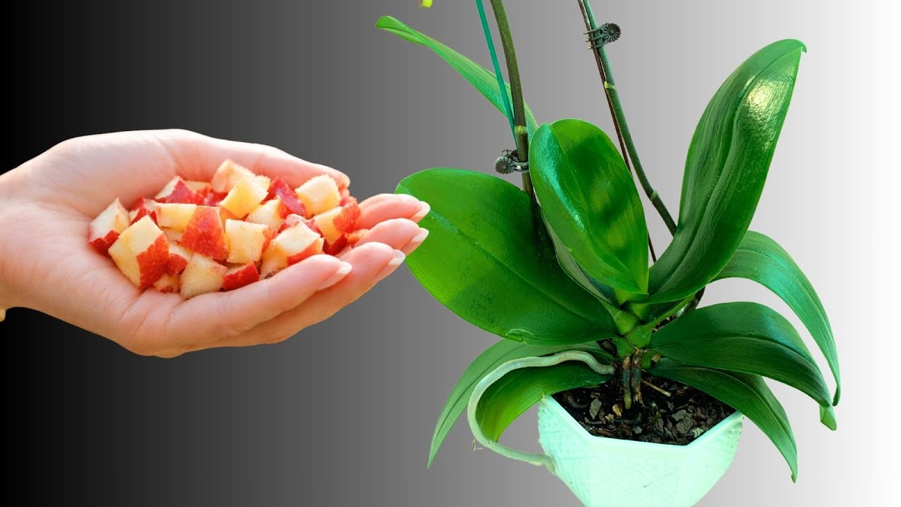 Help Any Orchid Grow Roots & Bloom 200× Faster! The Fastest Secret