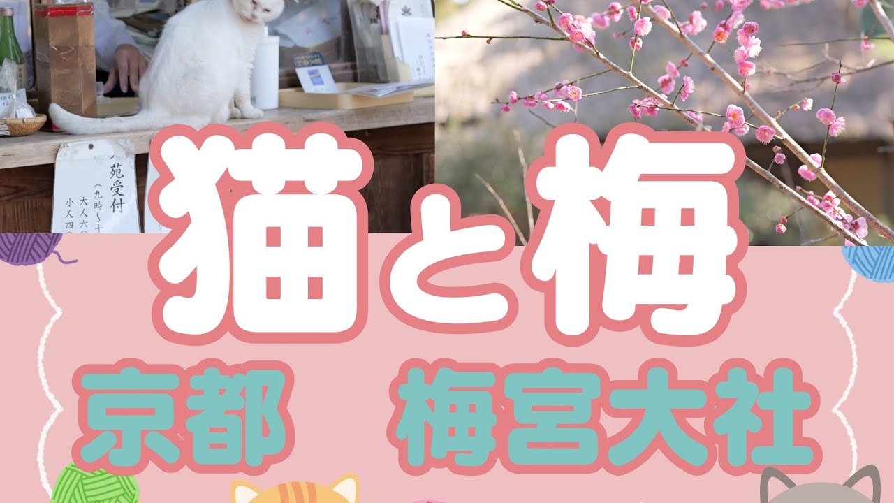 「猫と梅」京都梅宮大社