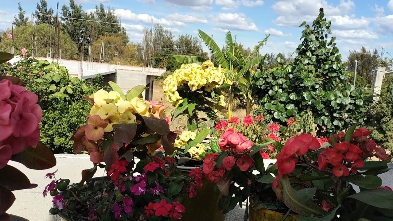 EL MEJOR SUSTRATO PARA NUESTRAS Euphorbia milii o coronas de espinas ✅
