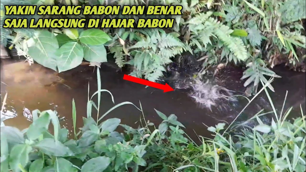 Yakin ini sarangnya dan benar saja langsung di hajar babon nya 