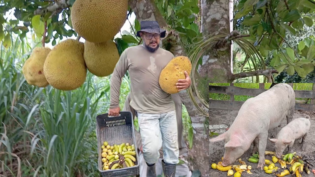 fartura na roça frutas para nós e os animais