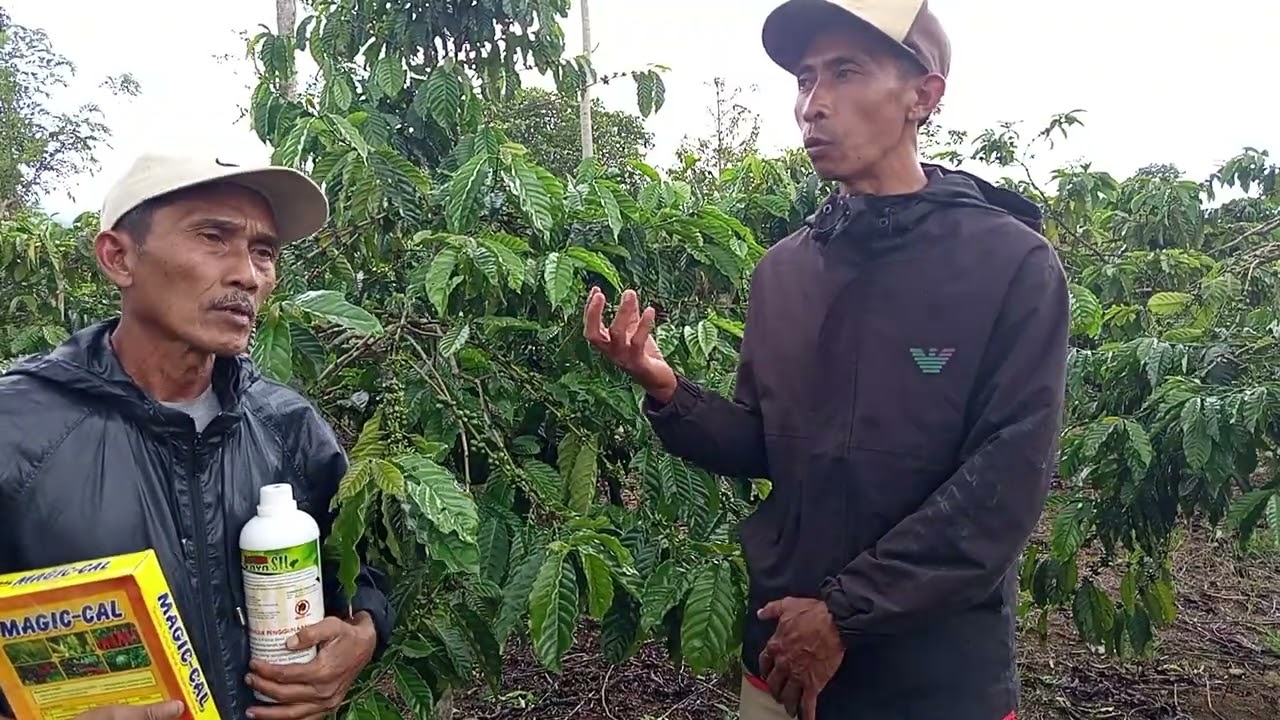Cerita pak gusnadi tribudisukur Kebun tebu lampung barat