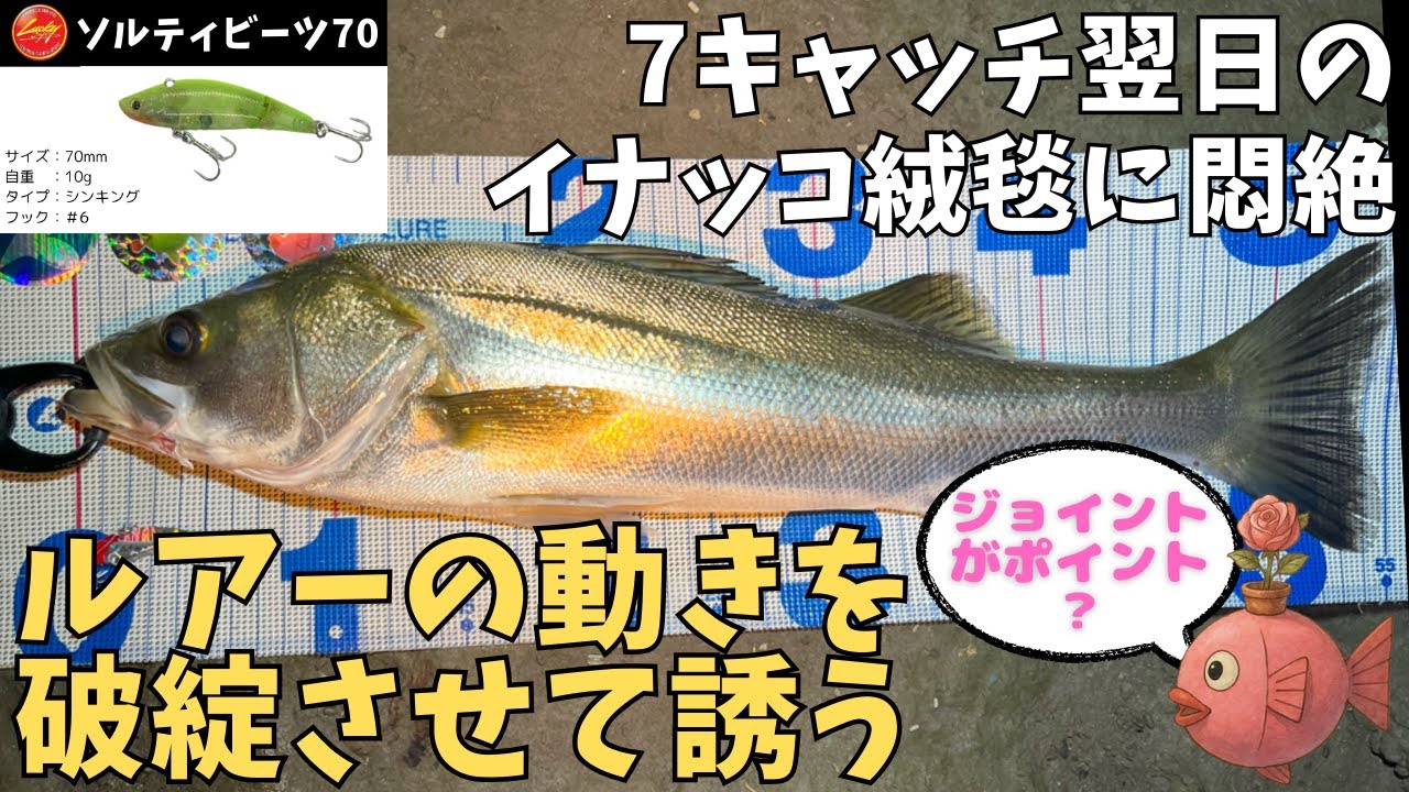 【荒川】7キャッチ翌日のイナッコ絨毯に悶絶、ルアーの動きを破綻させて誘う／シーバス釣り／イナッコパターン／湾奥