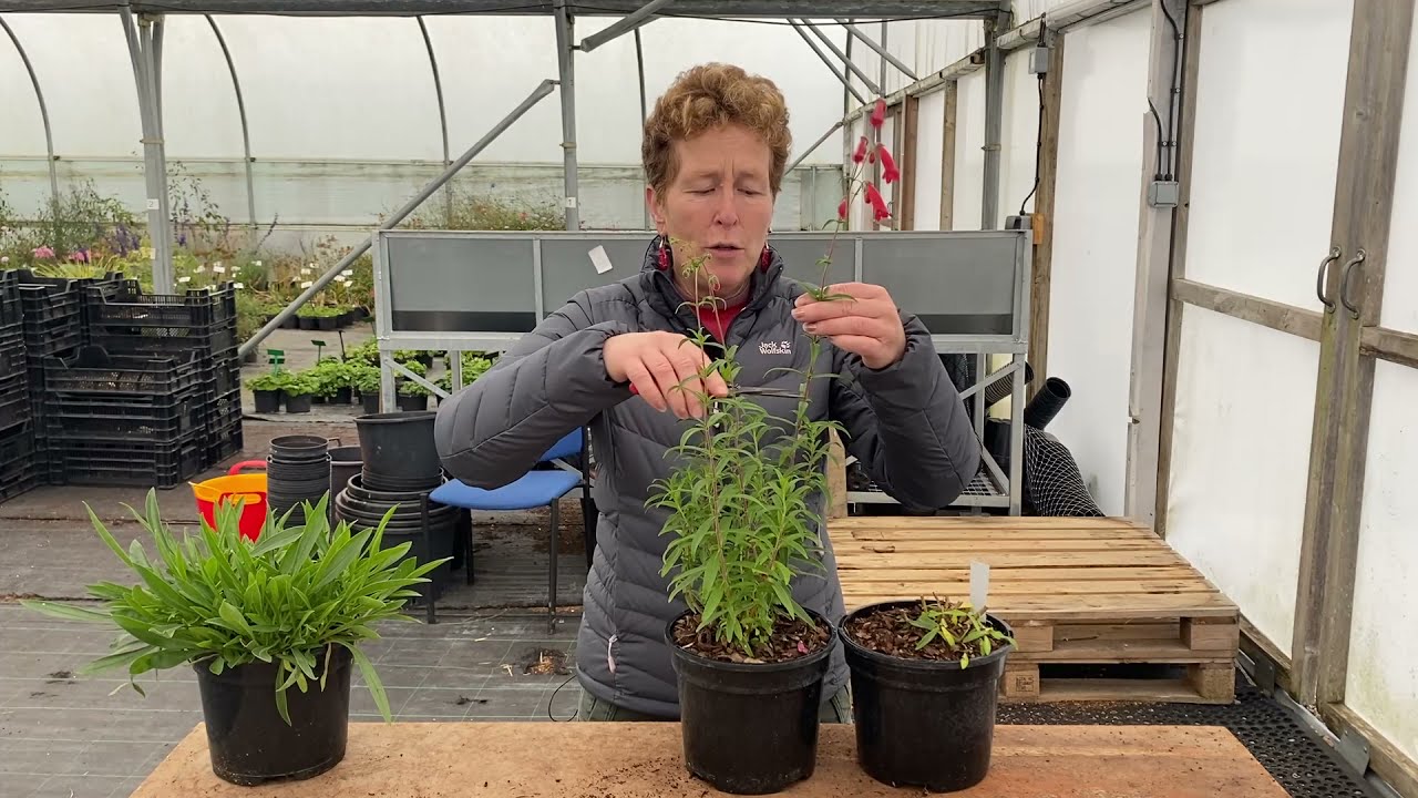Preparing Penstemon for Winter/Spring