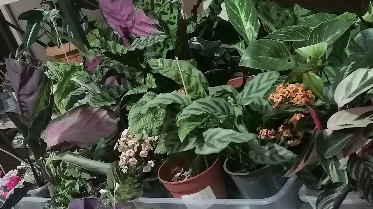 Yeni Ürünlerimiz Geldi..Güller , Sümbüller, Sarduyalar Ve Niceleri🌸🥳