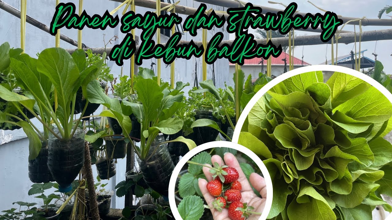 Panen caisim dan strawberry di kebun balkon